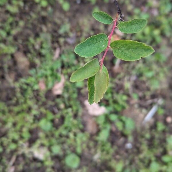 Spiraea chamaedryfolia Blad