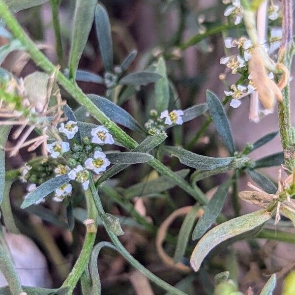 Lobularia maritima ഇല