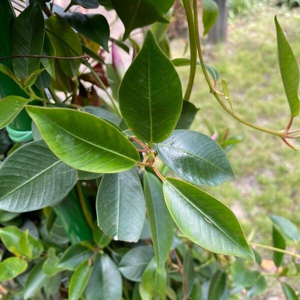 Mandevilla sanderi Leaf