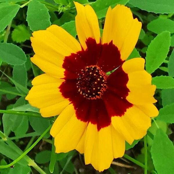 Coreopsis tinctoria Кветка