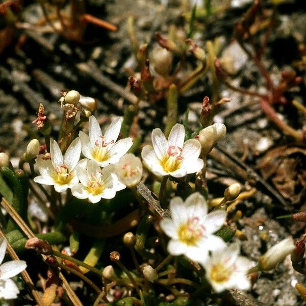 Lewisia pygmaea অভ্যাস