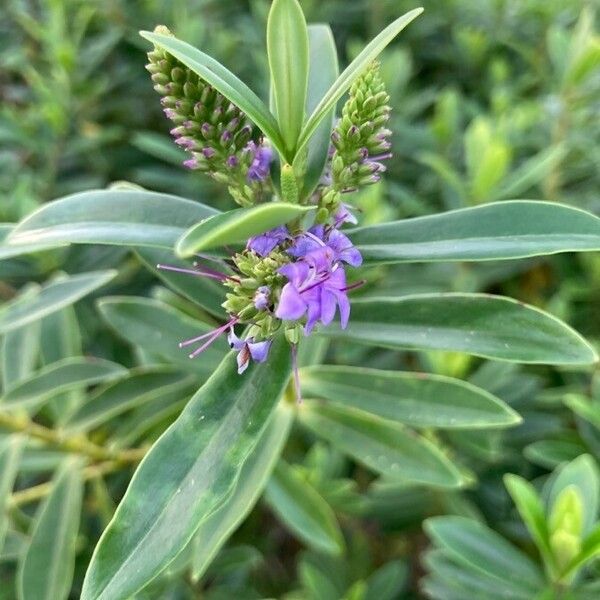 Hebe salicifolia Flors