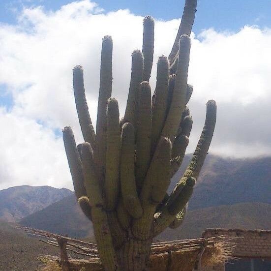 Leucostele atacamensis Costuma