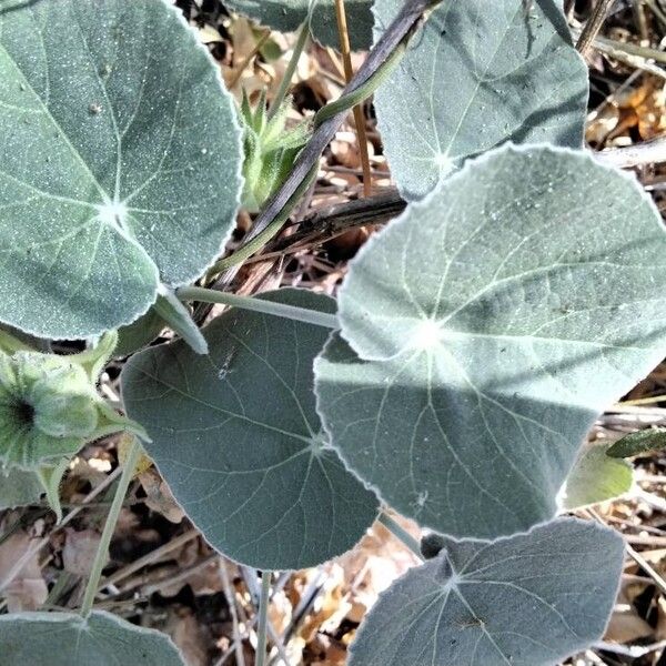 Abutilon indicum Leaf