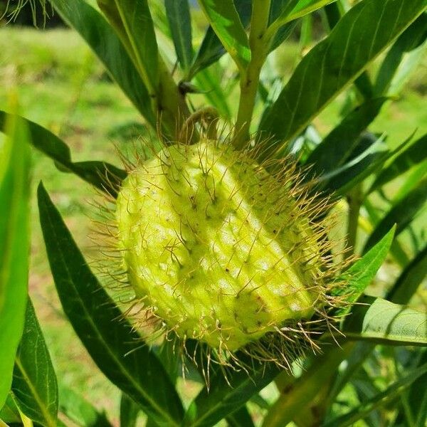 Gomphocarpus semilunatus Φρούτο