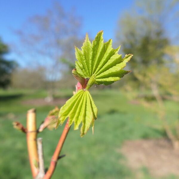 Acer circinatum Folha