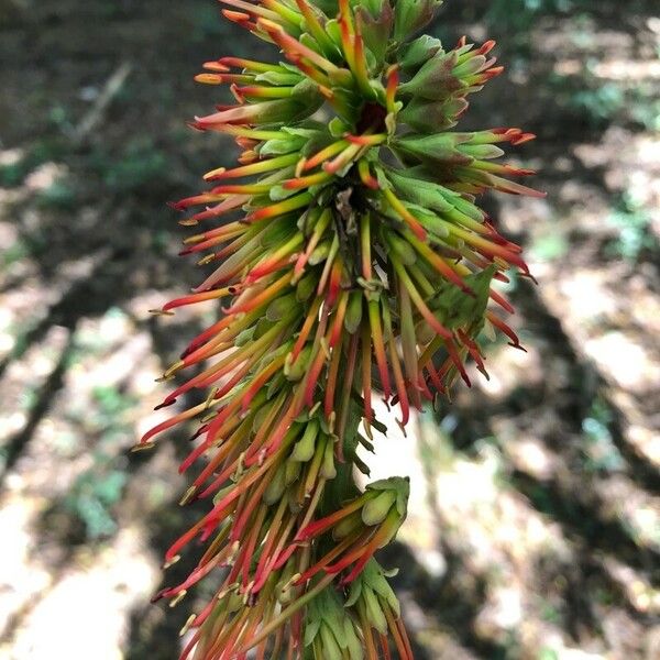 Acrocarpus fraxinifolius Blüte