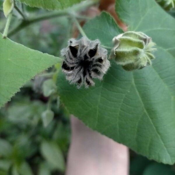 Abutilon grandifolium Fruit