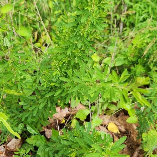 Lespedeza cuneata Blad