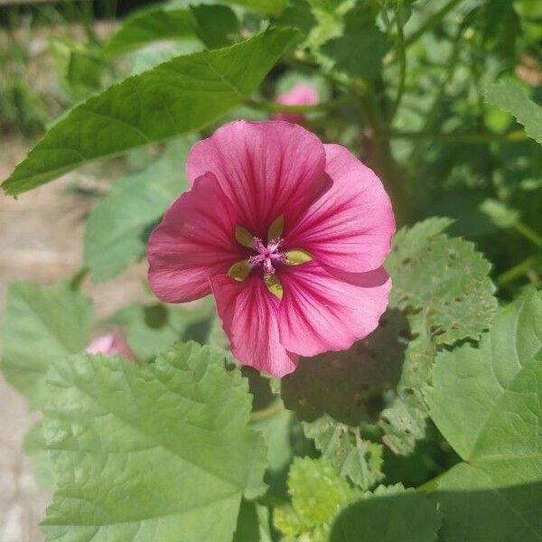 Lavatera trimestris Λουλούδι