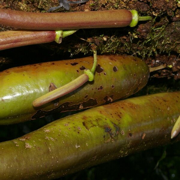 Parmentiera valerii Fruit