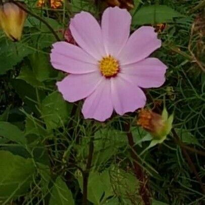 Cosmos bipinnatus 花