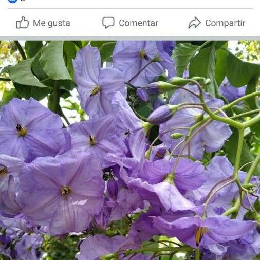 Solanum wendlandii Kvet