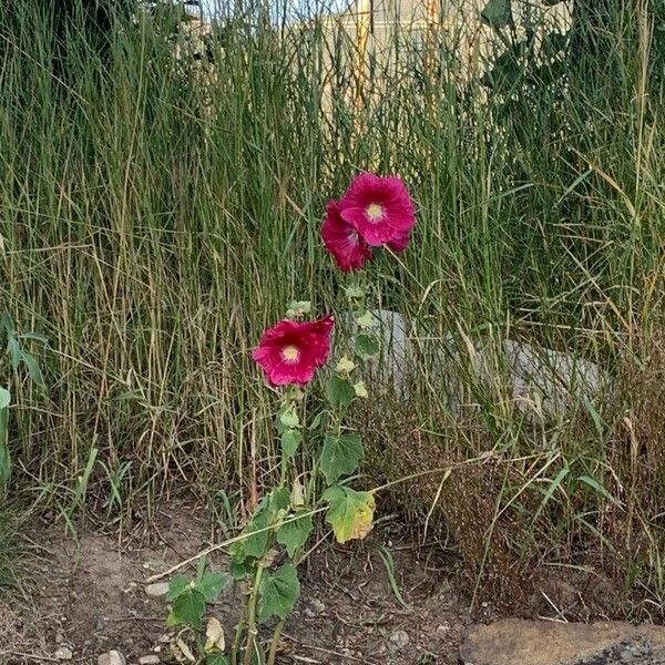 Alcea rosea Blüte