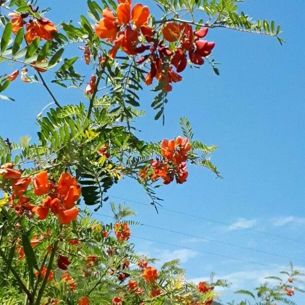 Sesbania punicea Blomst