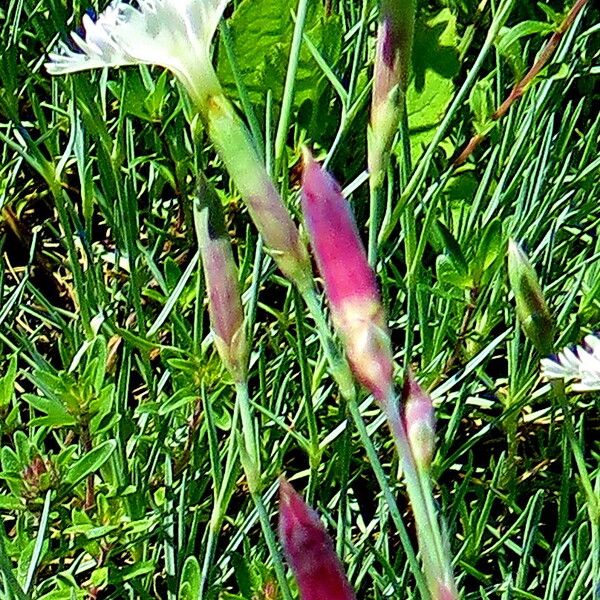 Dianthus plumarius Blomma