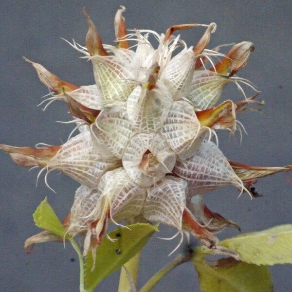 Trifolium spumosum Owoc