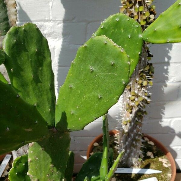 Nopalea cochenillifera Blatt