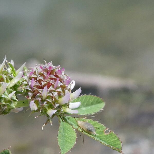 Trifolium glomeratum Kwiat