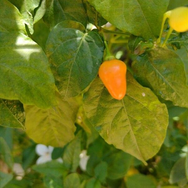 Capsicum baccatum Fruit