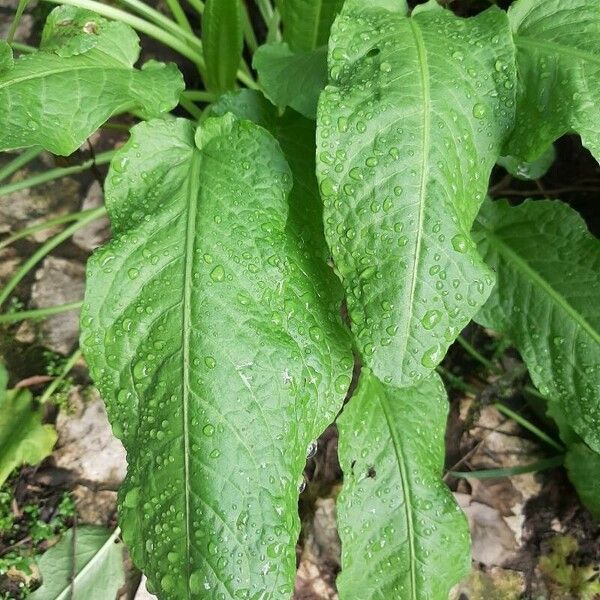 Rumex patientia Yaprak