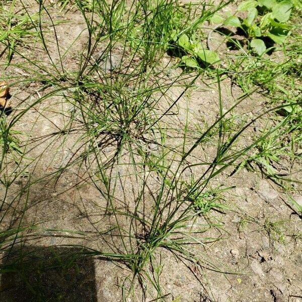 Juncus tenuis Habitus