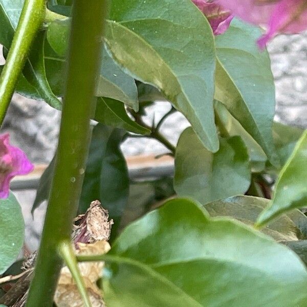 Bougainvillea glabra Bark