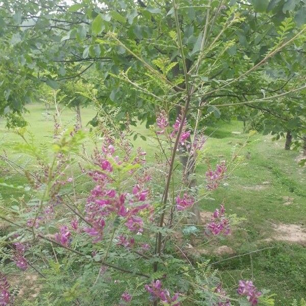 Indigofera heterantha Bloem