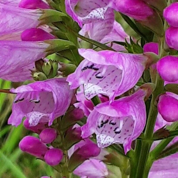 Physostegia virginiana Flower