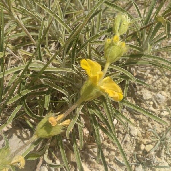 Phlomis lychnitis পাতা