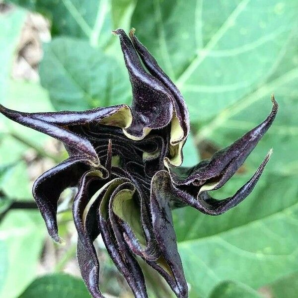 Datura metel Blodyn