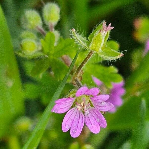 Geranium pusillum Kwiat