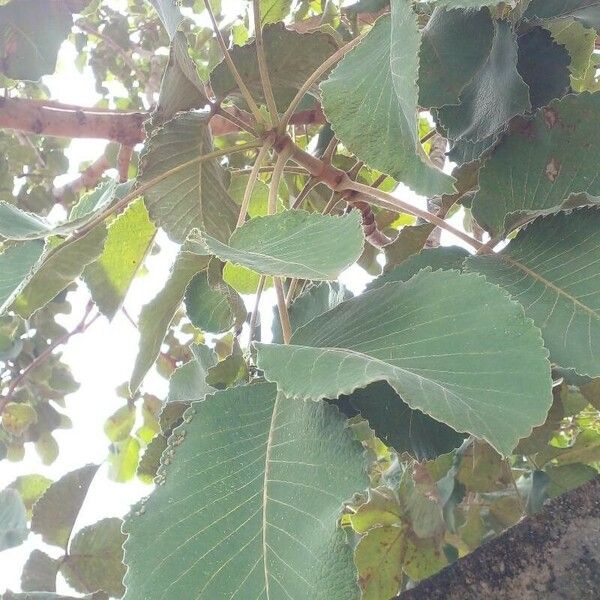 Caryocar brasiliense Leaf