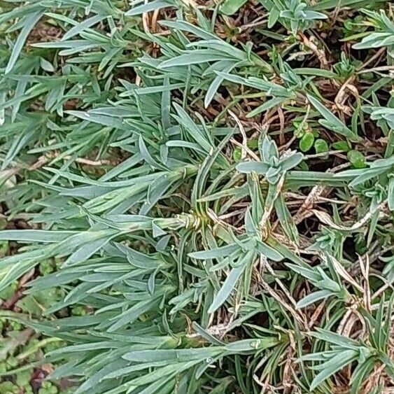 Dianthus leptopetalus Leaf