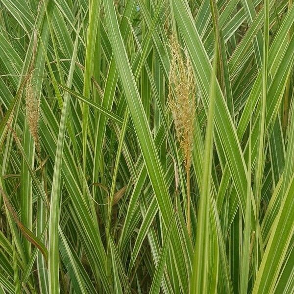 Phalaris arundinacea फूल