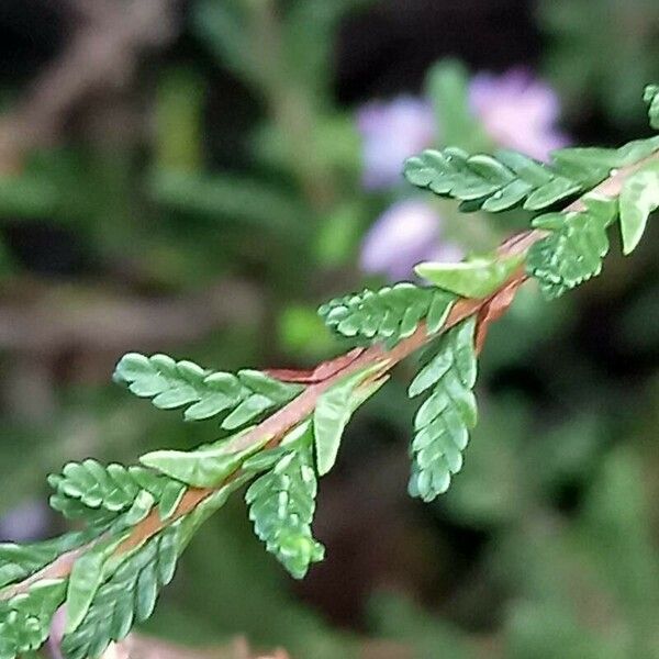 Calluna vulgaris Fulla