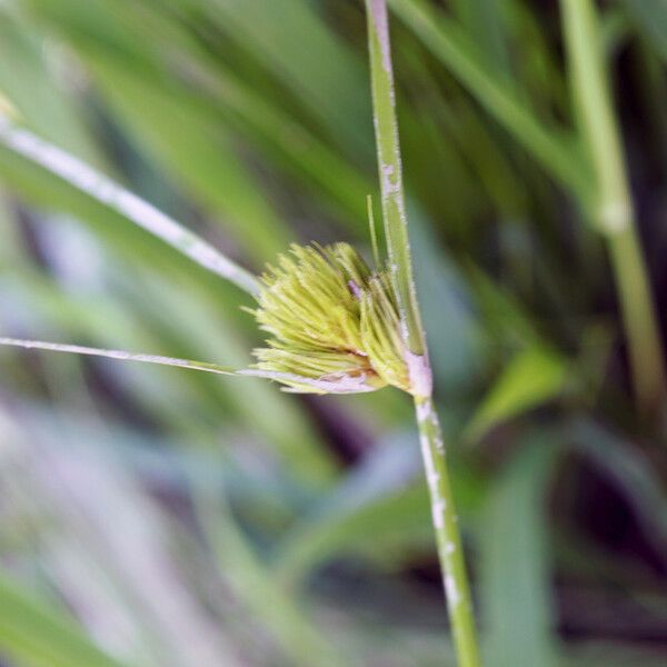 Carex bohemica Blomst