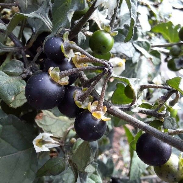 Solanum nigrum Frucht