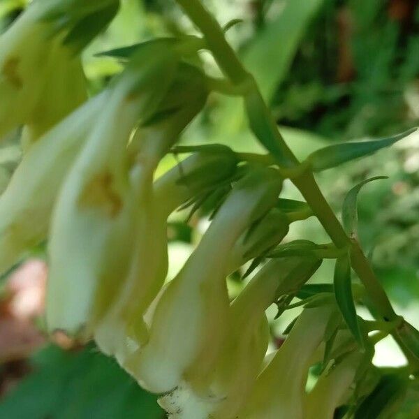 Digitalis lutea പുഷ്പം