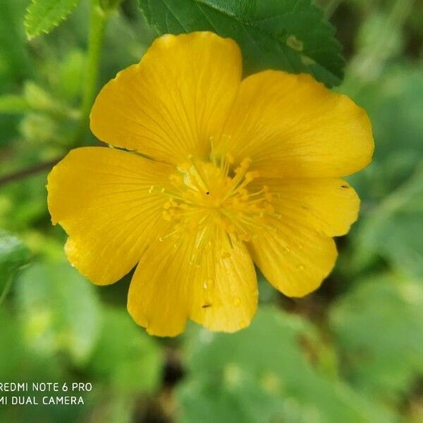 Abutilon indicum Floare