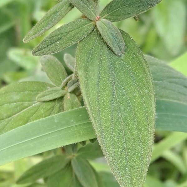 Hypericum hirsutum Лист