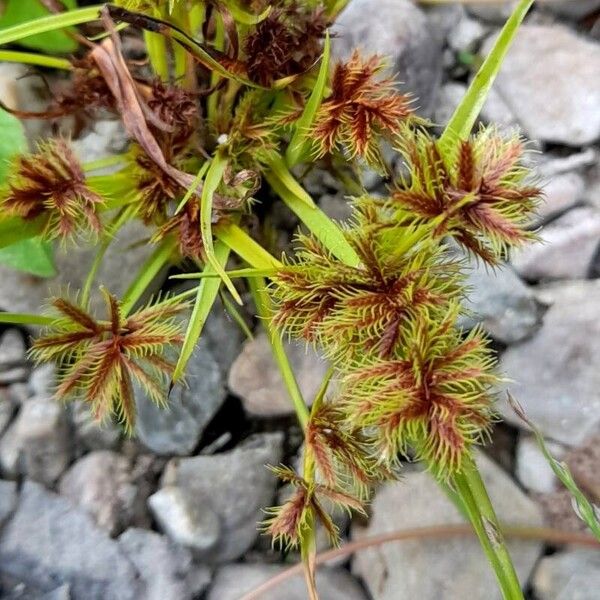 Cyperus squarrosus Frukto