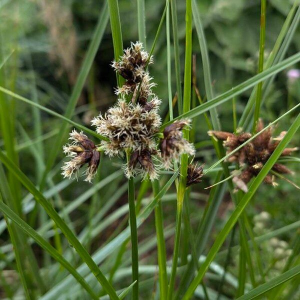 Bolboschoenus maritimus Flor