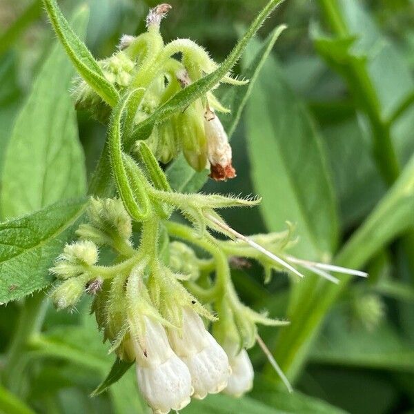 Symphytum officinale 花