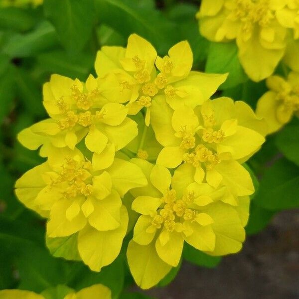 Euphorbia epithymoides Flor