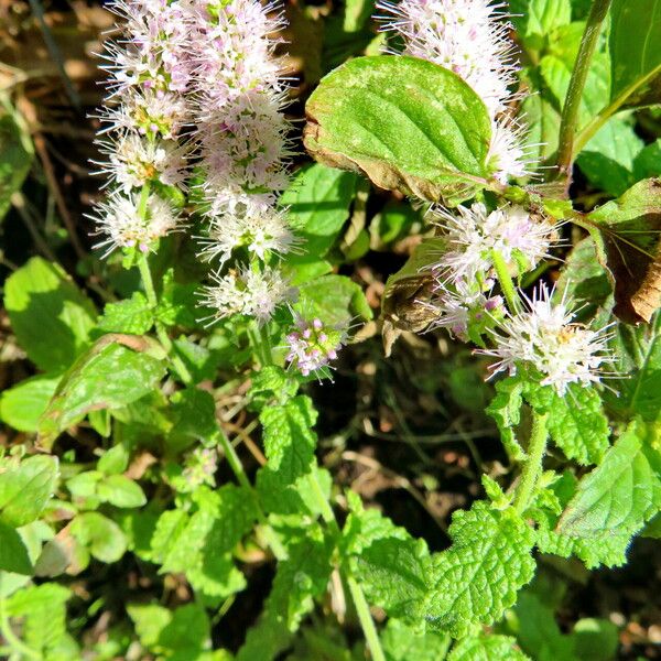 Mentha × rotundifolia Bloem