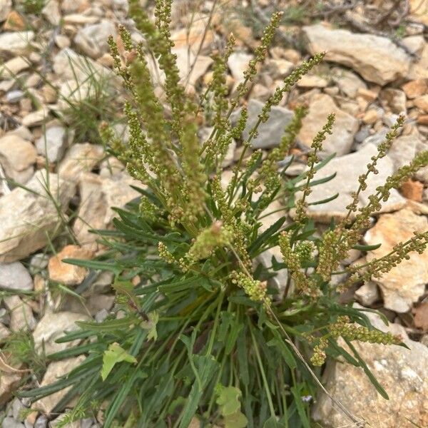 Rumex intermedius Flor