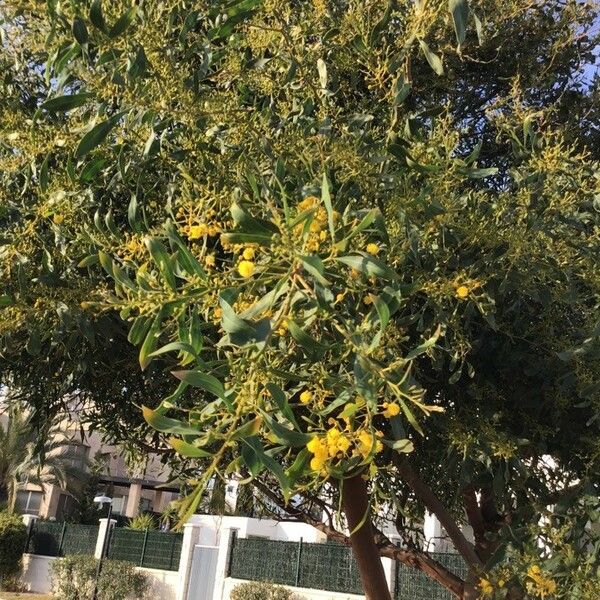 Acacia saligna Flower