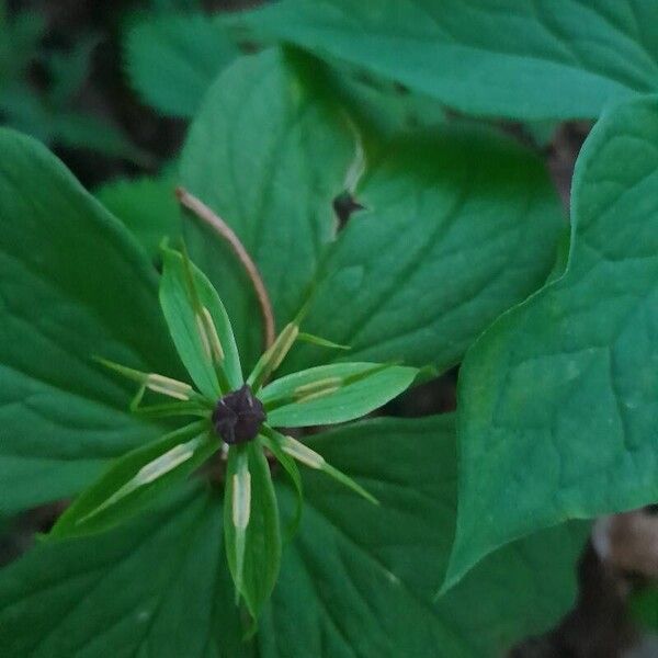 Paris quadrifolia 花