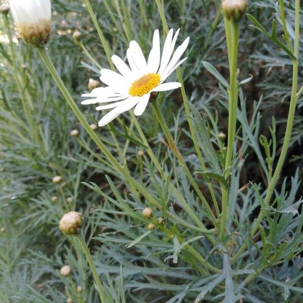 Argyranthemum foeniculaceum Flower